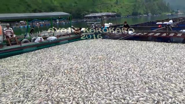  Dead fish rise to the surface in Lake Toba, Indonesia 